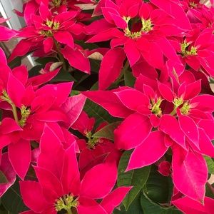 Meet your Posher, Gisselle